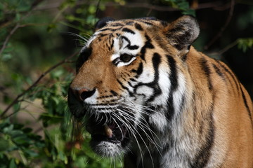 Tiger Portrait im Zoo