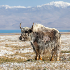 Nice view of Yak in Tajikistan