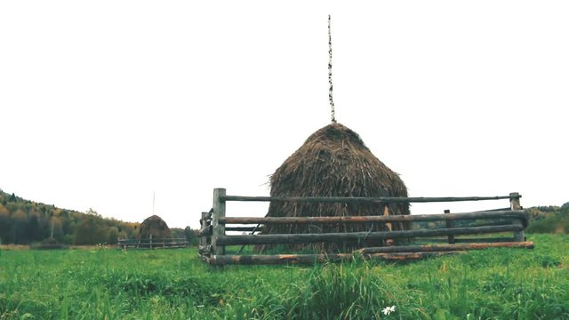 Autumn. Hay dried and assembled in stack. Traditional method of rick, make into stacks Northern Russian peasants, fencing from wild ungulates. Vepsian region
