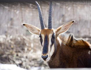 Саблерогая или чёрная антилопа. Sable antelope. Крупная, стройная, изысканной черно-белой окраски - одна из красивых животных Африки.