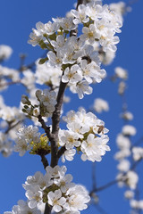 цветущее дерево