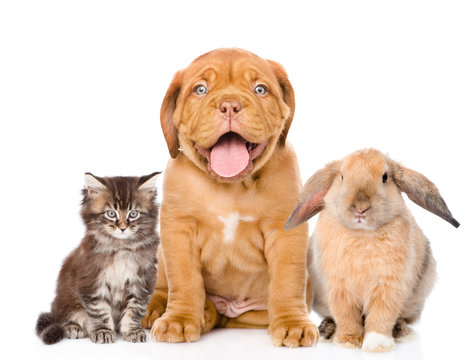 Cat, dog and rabbit sitting together, isolated on white background