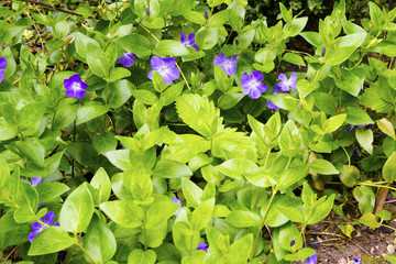 Kwiat © KrólestwoNauki