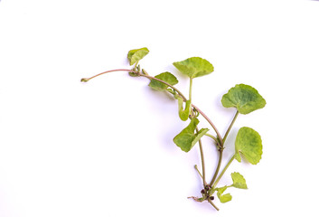 Centella asiatica on a white background.