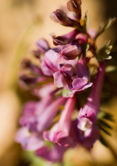 Macro photography of flowers. Violet spring buds