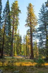  Giant Forest in the rays of the setting sun, Sequoia National Park, Tulare County, California, United States.