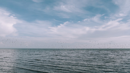 Birds are flying with sky