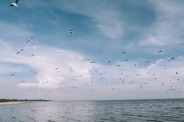 Birds are flying with sky