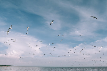 Birds are flying with sky
