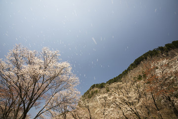 Obraz premium 桜吹雪散る