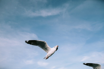 Birds are flying at the mangrove forest.