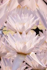 The white lotus stack overlaps.