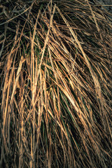 Bunch of fresh grass growing in spring