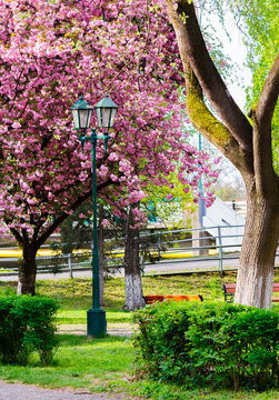 old lantern in the sakura park. lovely urban scenery in springtime