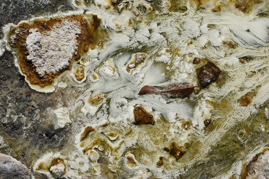 Chloroflexus aurantiacus bacteriam or white pondweed and thermophilic algae live  under shallow hot water in natural hot spring. The swaying white pondweed in shallow water is beautyful background.