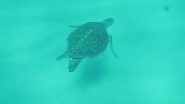 Sea turtle swimming in the reefs of Cabo Pulmo National Park, Cousteau once named it The world's aquarium. Baja California Sur,Mexico.