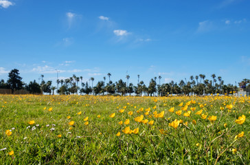 Fototapeta premium Field of yellow flowers