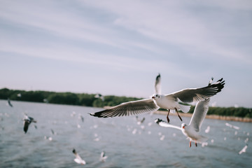 Birds are flying at the mangrove forest.