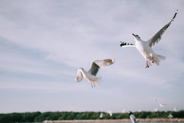 Birds are flying at the mangrove forest.