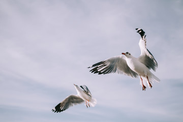 Fototapeta premium Birds are flying at the mangrove forest.