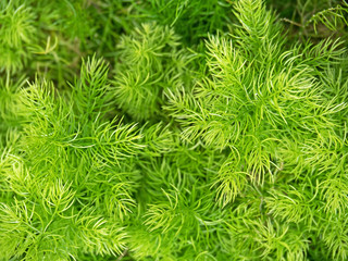 Asparagus Densiflorus Sprengeri or Sprengeri Asparagus Fern