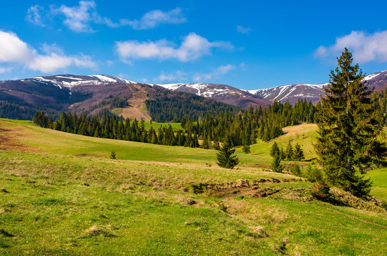 forested hills and grassy meadows in springtime. beautiful landscape of Borzhava mountain ridge with snowy tops in the distance