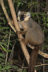 Portrait of a Sanford's brown lemur.