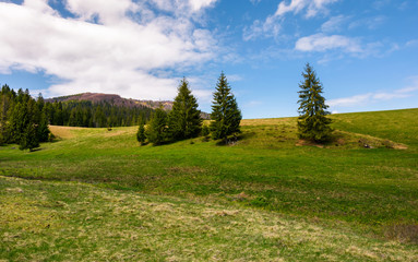 Fototapeta na wymiar forested hills and grassy meadows in springtime. beautiful landscape of Borzhava mountain ridge with snowy tops in the distance