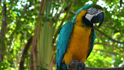 close up face macaw