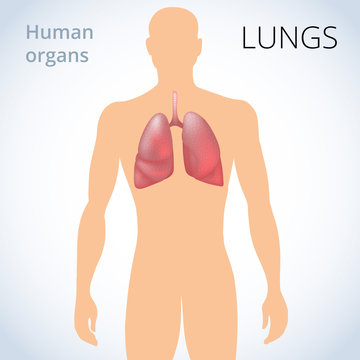 the location of the lungs in the body, the human respiratory system