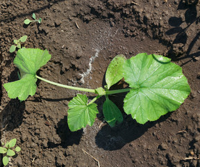 green leaves of cucumber on bed.