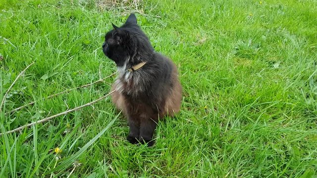 Maine coon