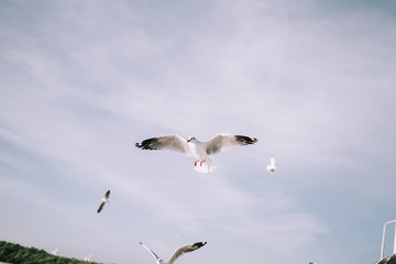 Fototapeta premium Birds are flying at the mangrove forest.