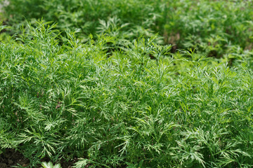Green laves of dill. Carved leaves.