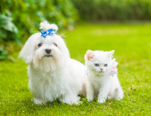 White maltese dog and chinchilla kitten sitting together on green grass