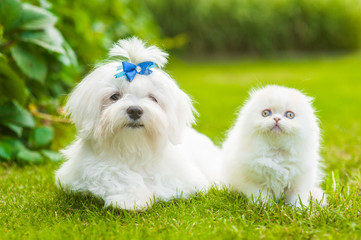 White maltese dog and highland fold kitten lying together on green summer grass