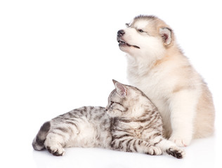 Obraz premium Alaskan malamute puppy and cat looking away together. isolated on white background