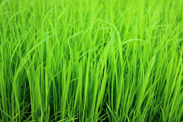 Fototapeta na wymiar closeup rice in the field