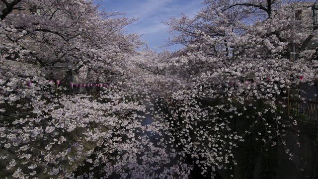 Cherry blossom in full bloom along Meguro River (near Nakameguro station),Tokyo, Japan - 26th of Mar, 2018