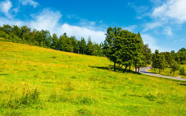 Fototapeta na wymiar trees on grassy hill along the road. vivid summer landscape in mountainous area