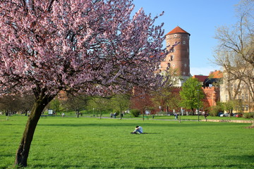 Fototapeta Piękny wiosenny pejzaż z kwitnącym, obsypanym różowymi kwiatami drzewem czereśni , zielona, świeżą trawą, zamkiem na Wawelu w tle, młody chłopak siedzi na ziemi, inni ludzie spacerują, słonecznie obraz