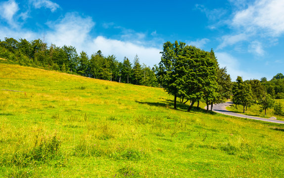 trees on grassy hill along the road. vivid summer landscape in mountainous area