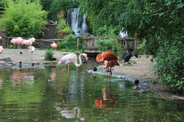 Zoo Hannover