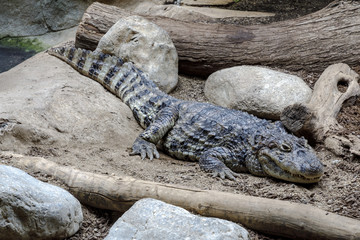 Fototapeta premium Crocodile teeth and detail of the eye, Semi hidden