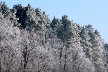 Winter forest against the blue sky.
