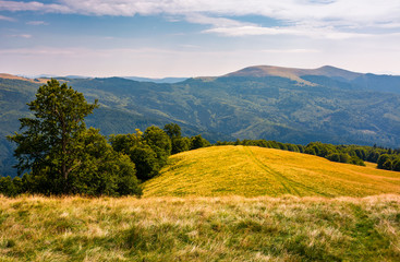 Fototapeta premium tree on the grassy hillside. Svydovets mountain ridge in the distance. beautiful summer nature scenery of Carpathian mountains, Ukraine