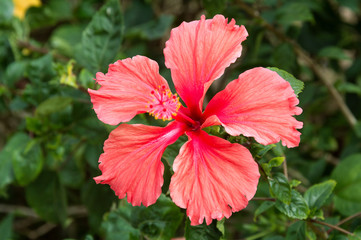 Red bright flower of hibiscus (Hibiscus rosa sinensis) on green background.