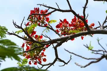 Beautiful red flowers on a dry branch of a tree.