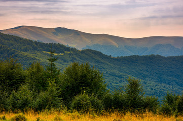 forested hills of Carpathian mountains in summer. Apetska mountain in the distance