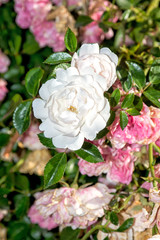 Colores de la primavera